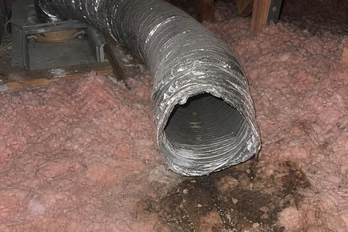Disconnected flexible exhaust duct lying open on attic insulation with dark moisture staining underneath from a bathroom fan