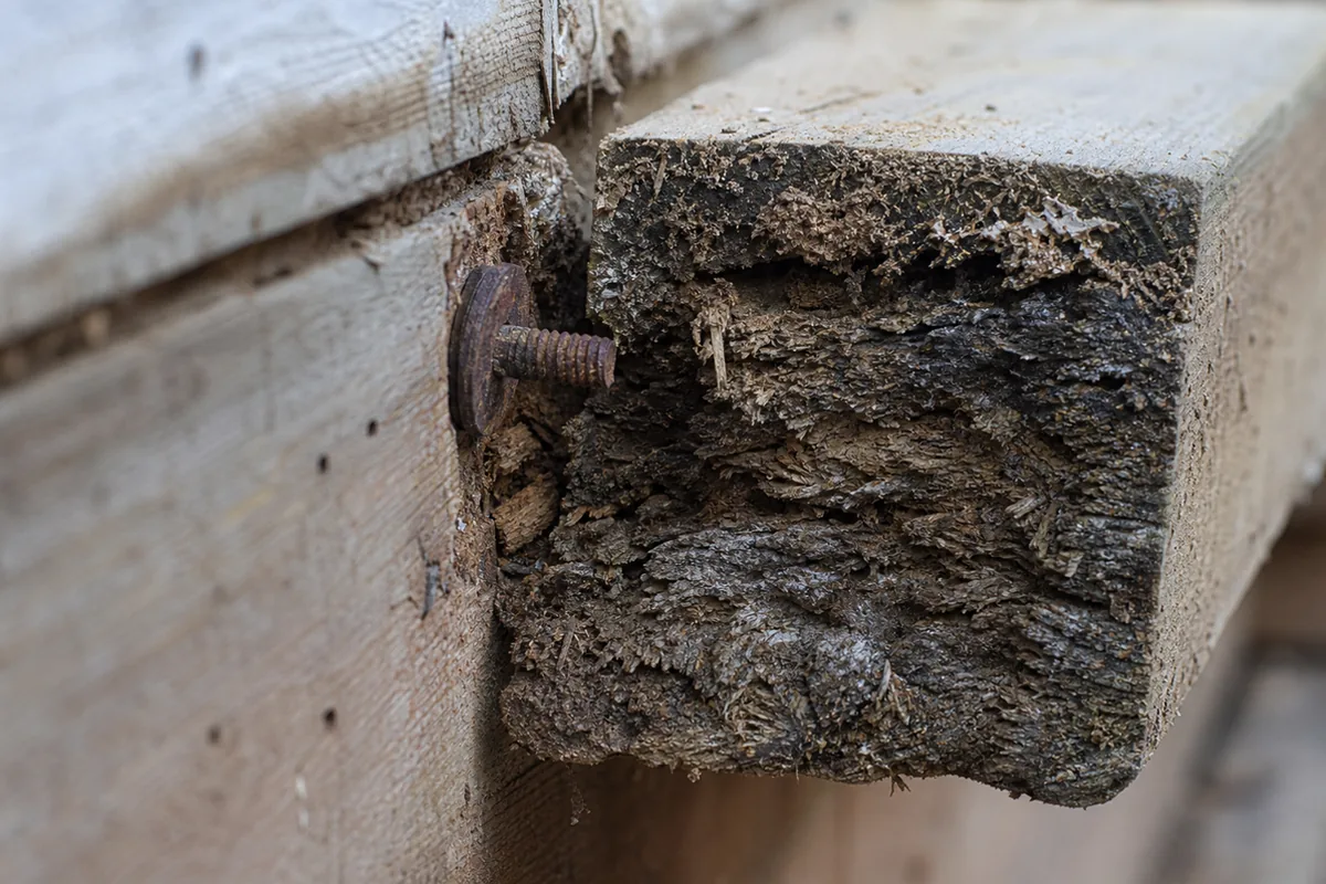 Extreme close-up of a rotted wood deck joist end and ledger connection with dark fungal staining, crumbling dry-rot wood, and a rusty lag bolt