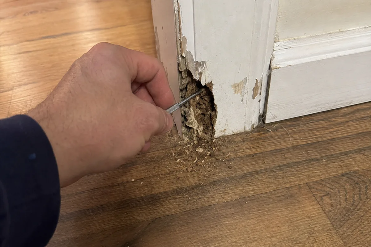 Inspector pressing a steel probe into the base of a door casing where the paint skin hides soft galleried termite damage